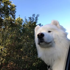 Meet your Posher, Sofia